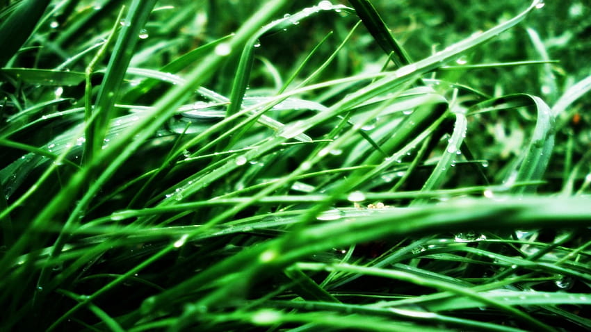 rumput, wp, musim semi, hijau Wallpaper HD