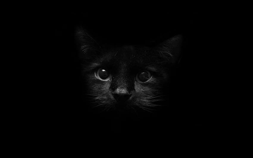 Black Cat, Cute Black Cat HD wallpaper | Pxfuel