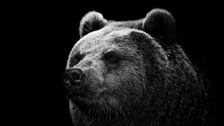 Grizzly Bear Background, Wild Bear HD wallpaper
