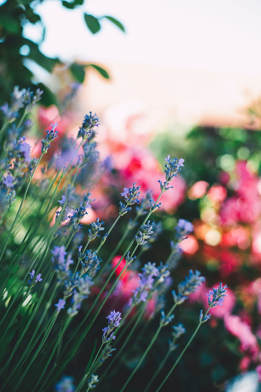 Blumen, Unschärfe, glatt, Feld, Stiele HD-Handy-Hintergrundbild