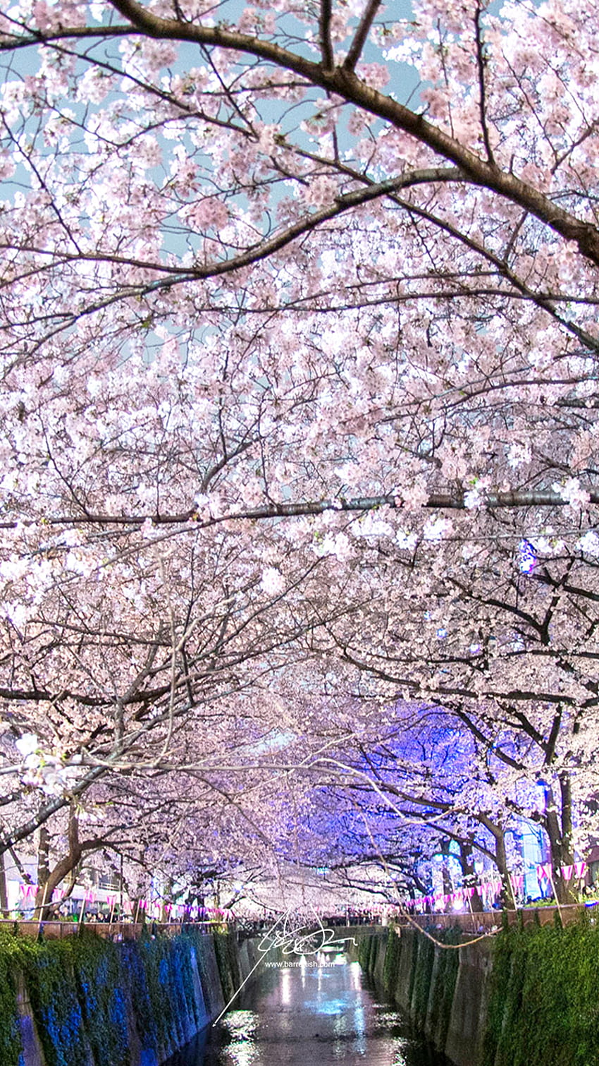 Japanese Cherry Blossom Smartphone , Japanese Sakura Tree HD phone wallpaper