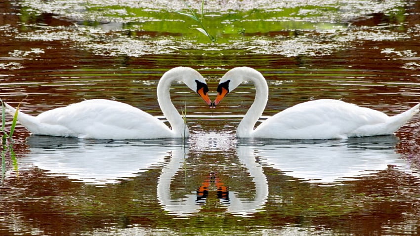 Swans, birds, wild, animals HD wallpaper