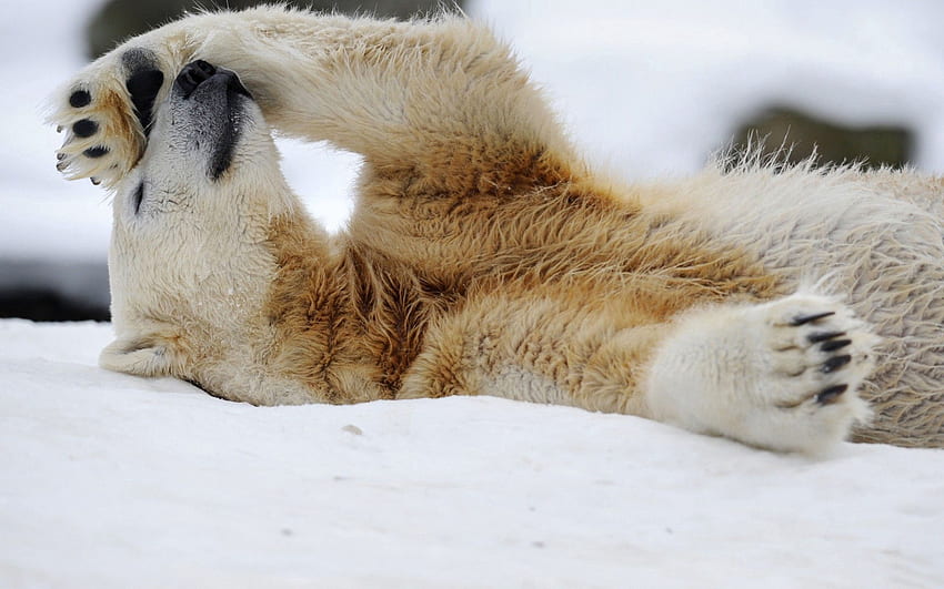 Animals, Snow, To Lie Down, Lie, Relaxation, Rest, Polar Bear HD wallpaper