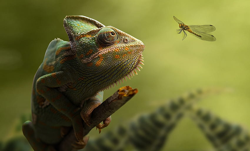 Chameleon, nature, lizard, animal, dragonfly, insect HD wallpaper