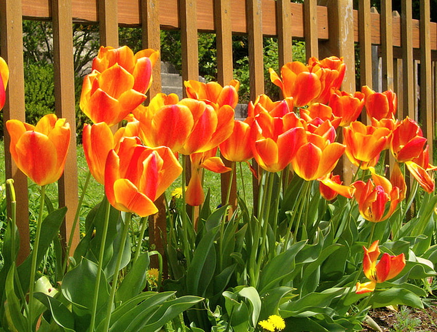 Along the fence, yellow, green, fence, tulips, spring, orange HD wallpaper