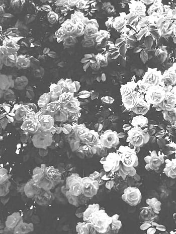 white flowers tumblr background