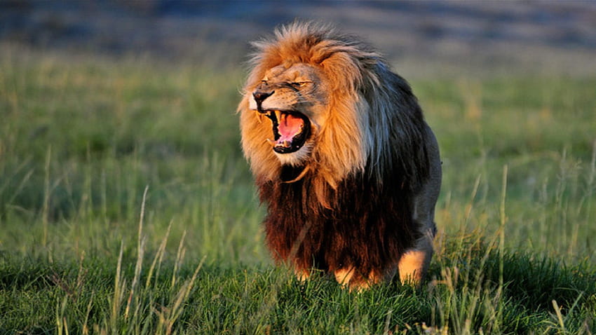 Tumblr_african ライオン 危険な、美しいライオン 高画質の壁紙