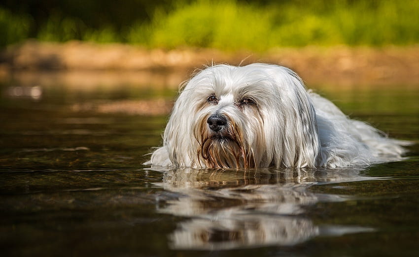 Havanese dog swimming water . HD wallpaper