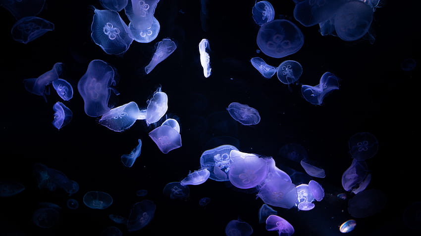 Jellyfishes , Underwater, Deep ocean, Dark, Black background, , , Animals HD wallpaper