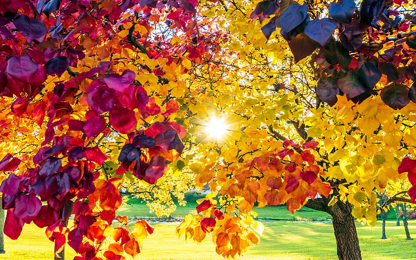 แสงแดดผ่านลูกแพร์แบรดฟอร์ด - สีทั้งหมดนี้ในต้นไม้เอกพจน์, อิลลินอยส์, ใบไม้, ดวงอาทิตย์, สหรัฐอเมริกา, ฤดูใบไม้ร่วง วอลล์เปเปอร์ HD