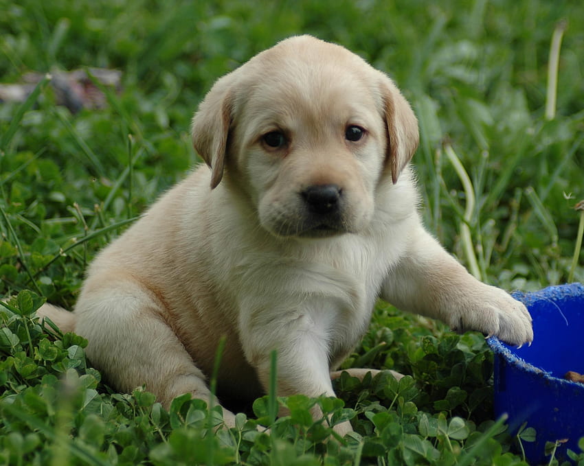 Lab Puppy, Labrador Puppy HD wallpaper Pxfuel