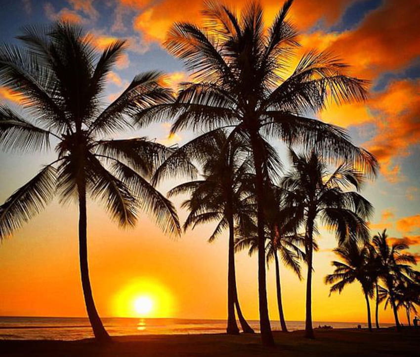 Palm Beach, palma, chmury, drzewa, przyroda, zachód słońca, plaża Tapeta HD