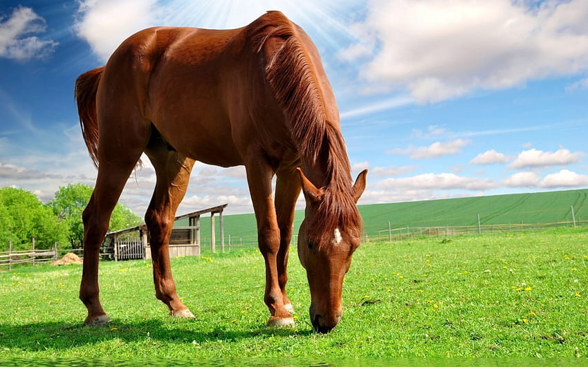 Merumput di peternakan, kuda, hewan, cavalo, caballo, peternakan Wallpaper HD