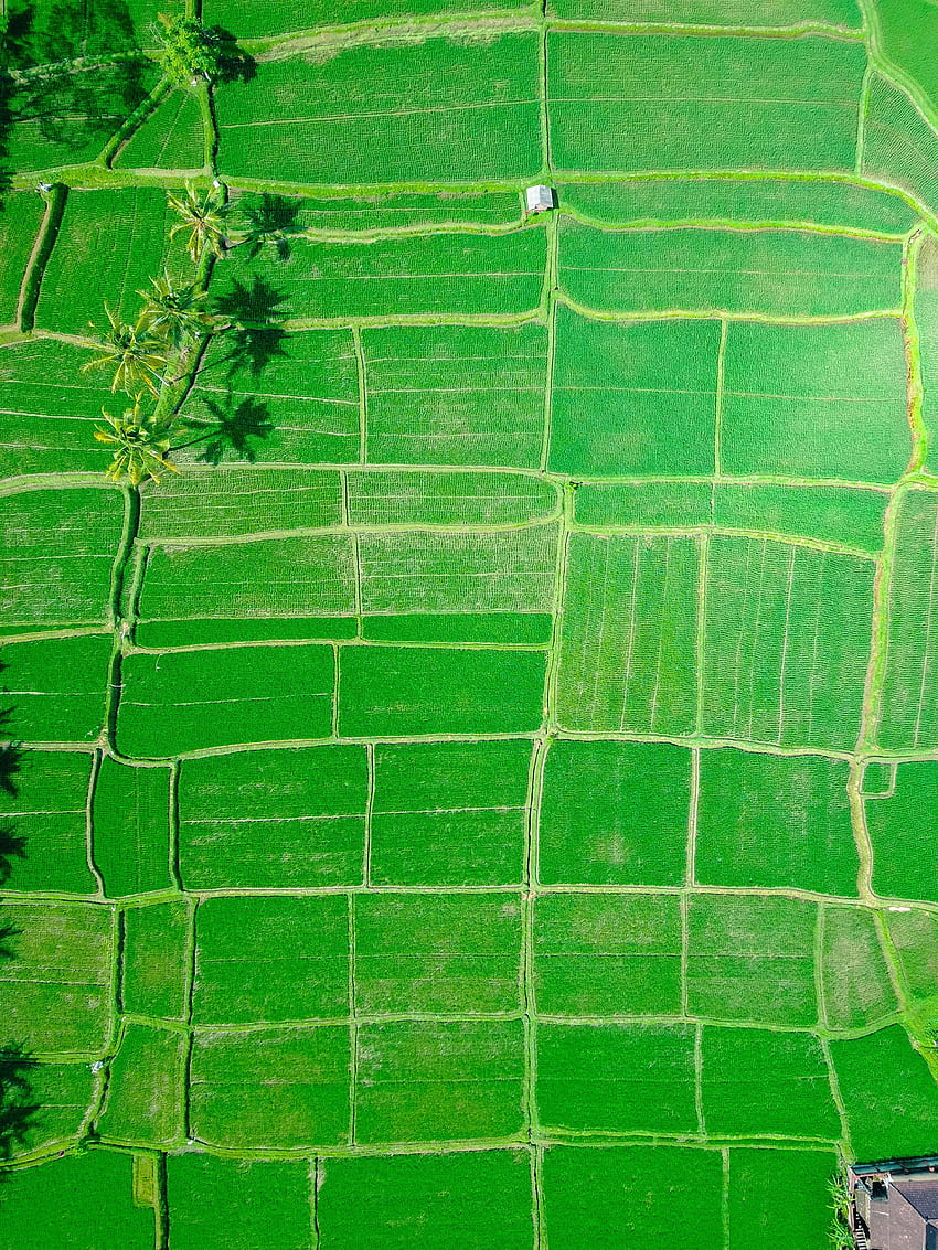Nature, Fields, Palms, Indonesia, Ubud HD phone wallpaper