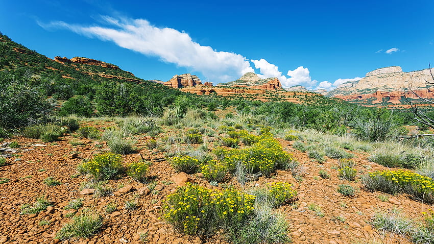 Sedona, Arizona, rocks, usa, wildflowers, plants, landscape, clouds, sky HD wallpaper