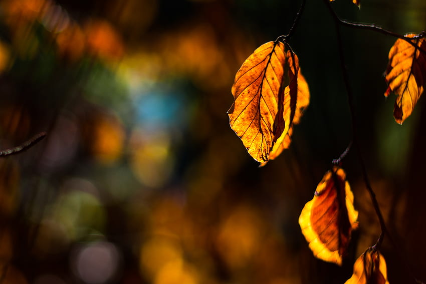 Nature, Autumn, Sheet, Leaf, Branch, Sunlight, Sun Rays HD wallpaper ...