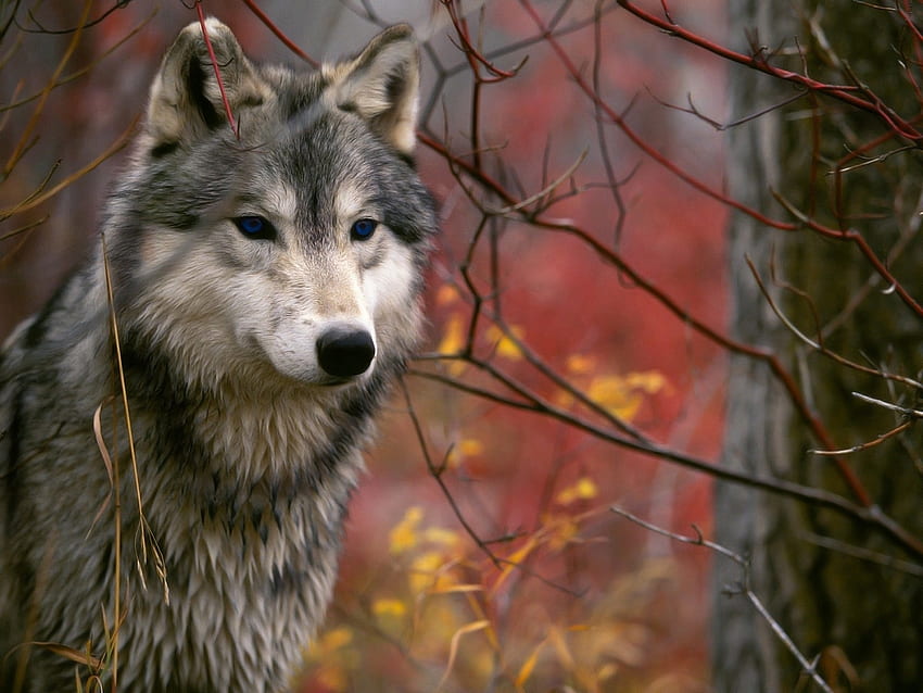 Animals, Wolfs HD wallpaper | Pxfuel