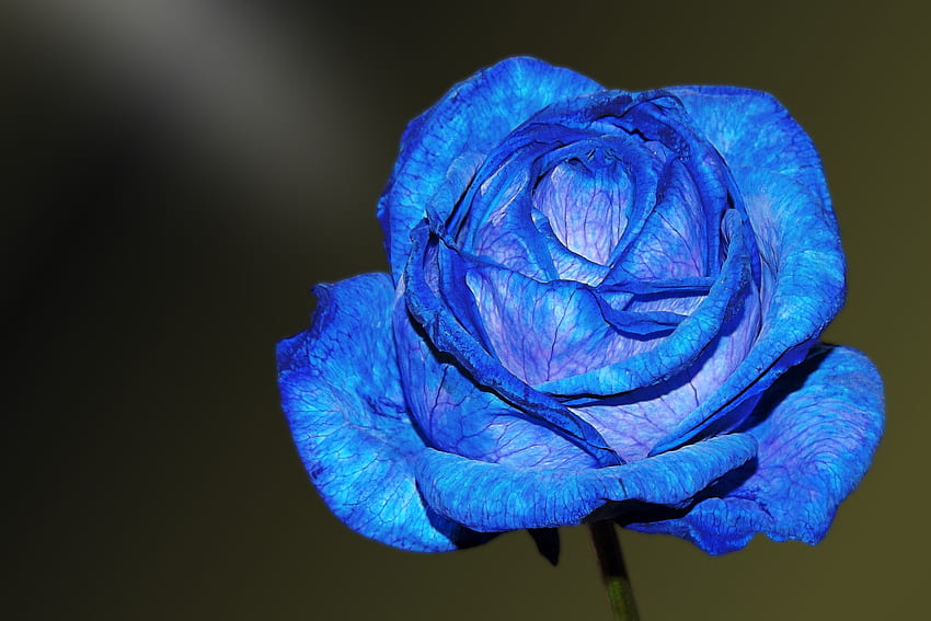 Kwiaty, Płatki, Pączek, Niebieska Róża Tapeta HD