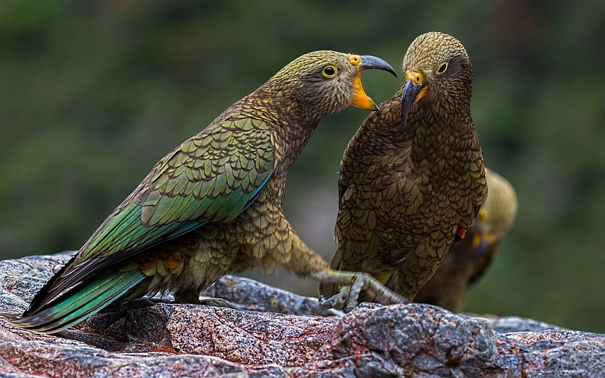 Kea, bird, green, pasare, parrot HD wallpaper
