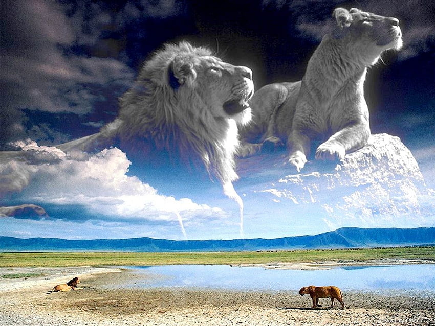 WILDKATZEN, Tiere, Löwen, Groß, Tiger, Katzen HD-Hintergrundbild