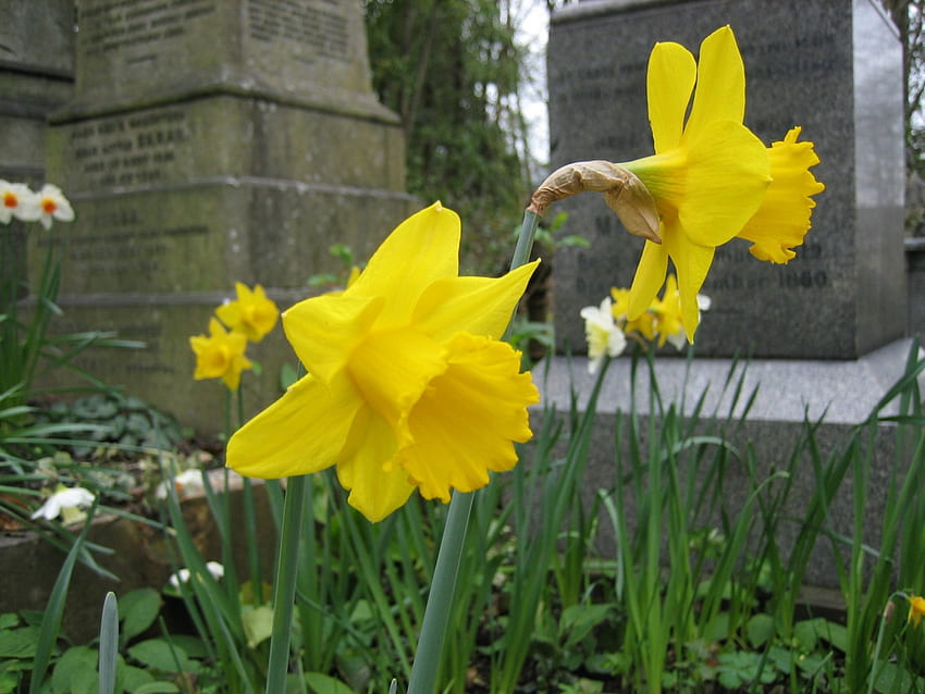Narcisos no cemitério, narciso, flores, cemitérios papel de parede HD