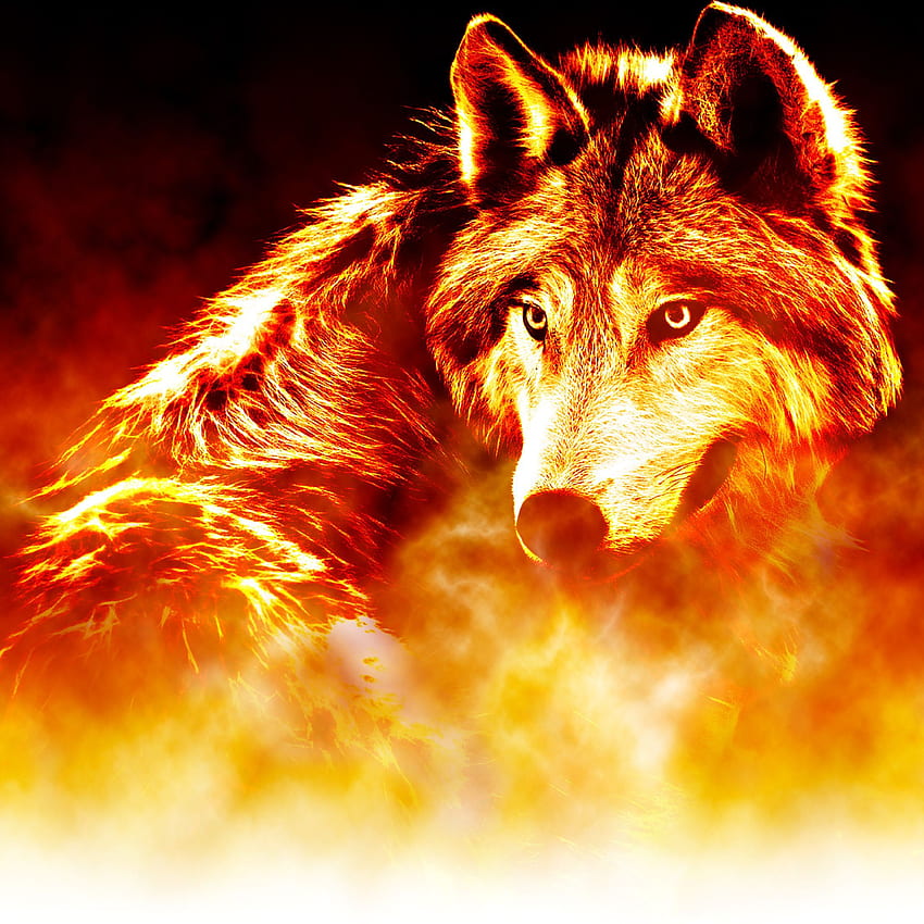 Flame Wolf, Flaming Fox HD phone wallpaper