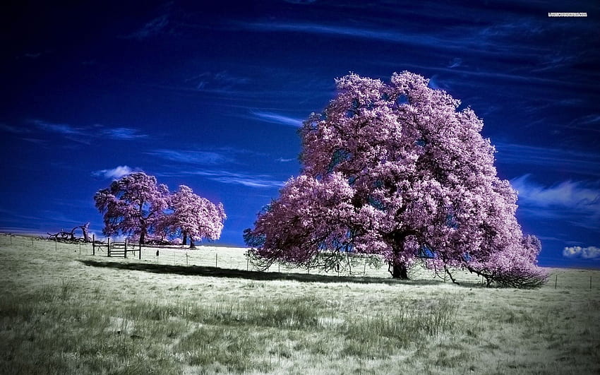 Purple Trees Blue Sky Field PC i Mac Tapeta HD