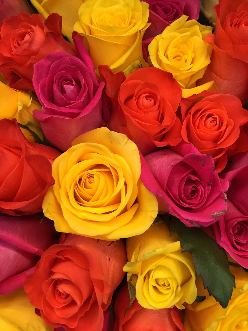 Kwiaty, róże, różowy, bukiet, pąki, kompozycja, florystyka Tapeta na telefon HD