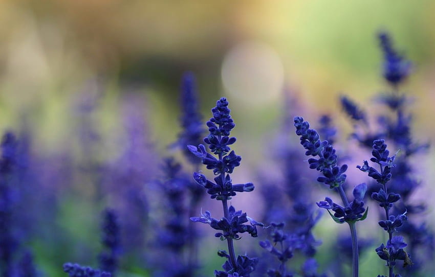 summer, macro, light, flowers, nature, glare, background, glade, plants, blur, blue, lavender for , section цветы HD wallpaper