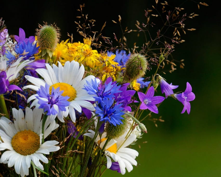Bunga-bunga indah, alam, bunga, mekar, kelopak Wallpaper HD