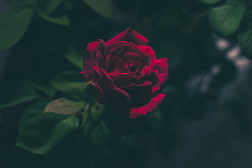 Kwiaty, Ciemny, Kwiat Róży, Róża, Pączek Tapeta HD