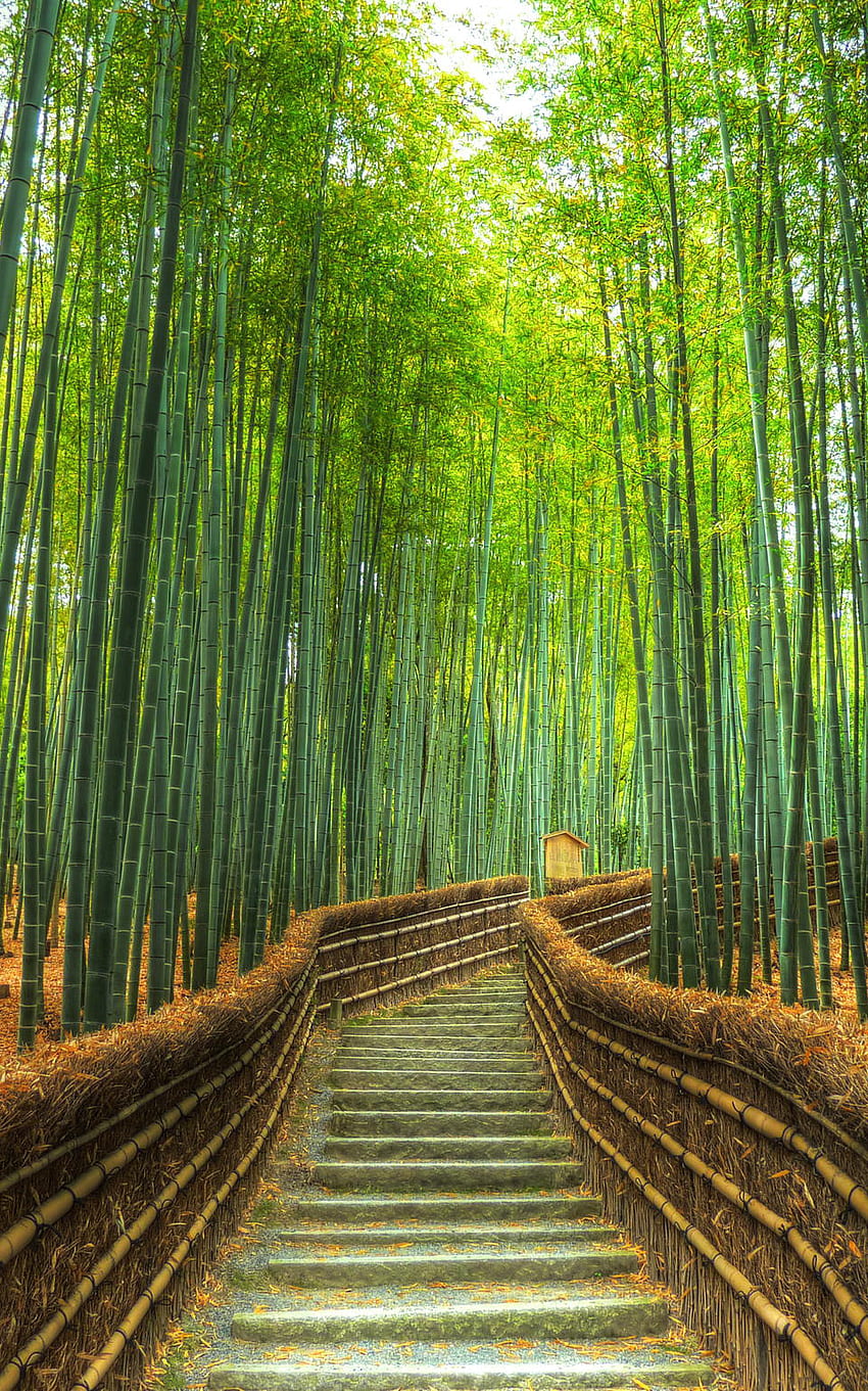 Bosque de bambú de Arashiyama - Kioto, Japón. Naturaleza hermosa, Bosque de bambú de Japón, Lugares hermosos para viajar, Jardín de bambú fondo de pantalla del teléfono