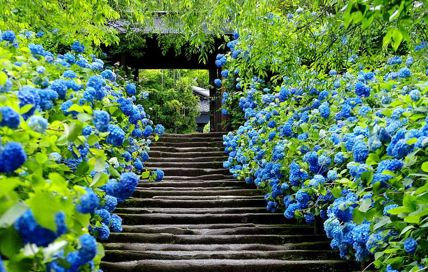 çiçekler, kapı, Japonya, merdiven, için Kamakura, bölüm город HD duvar kağıdı