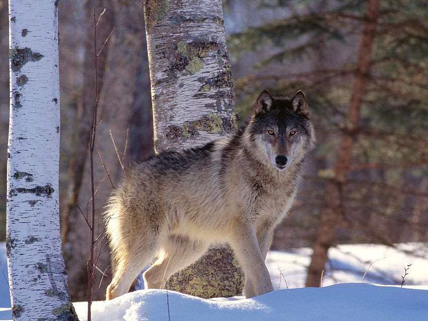 Animais, Inverno, Neve, Predador, Lobo papel de parede HD