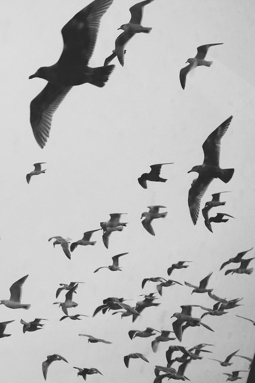 terus terang esoteris : . Burung terbang, Burung di langit, Burung, Siluet Burung wallpaper ponsel HD