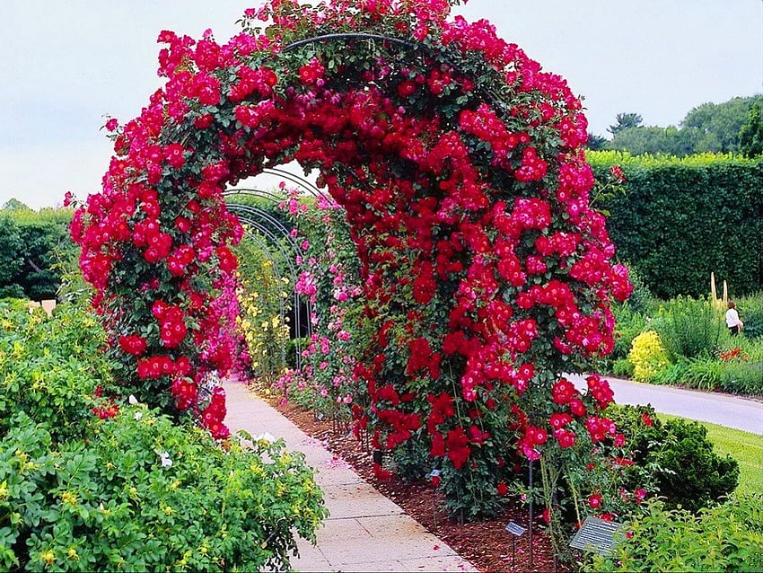 Арка от рози, градини, рози, зелено, арка HD тапет