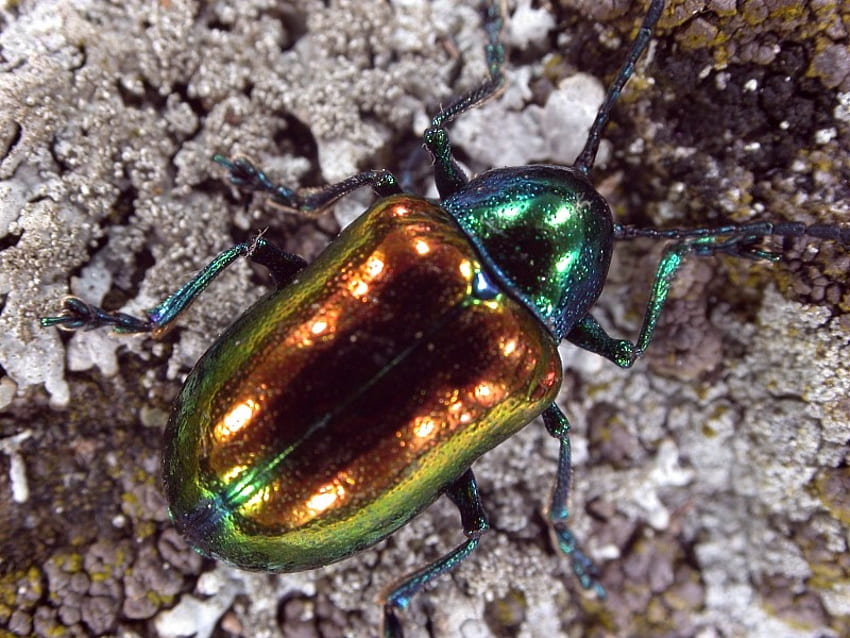 Irredescent Beetle, irredescent, beetle, bug HD wallpaper
