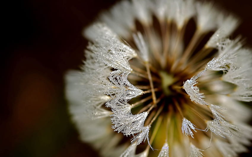 Hintergrund, Makro, Blütenblätter, Frost, Raureif, Löwenzahn HD-Hintergrundbild