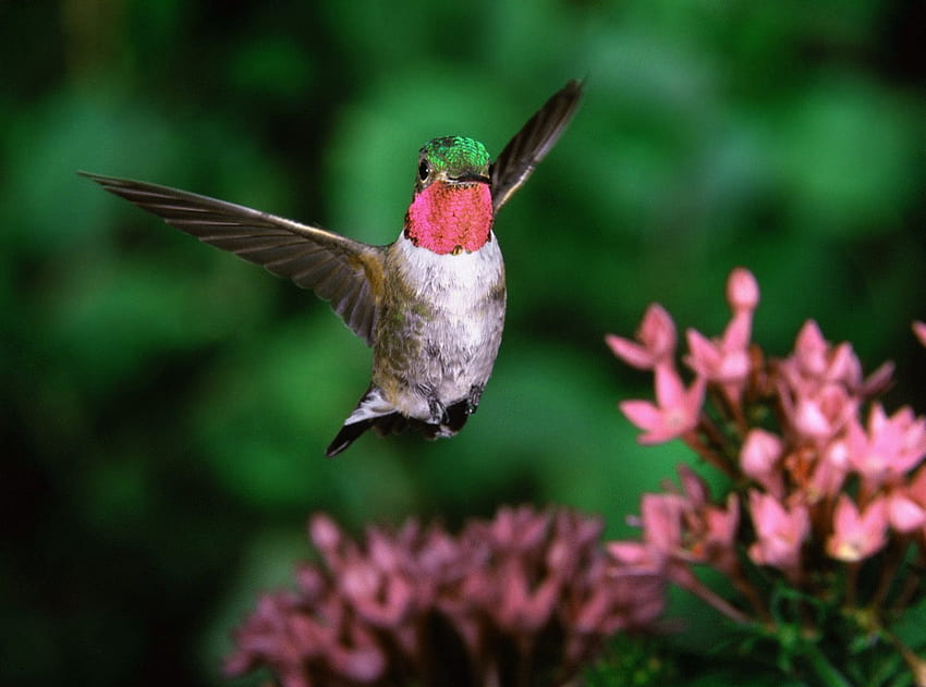 Broad Tailed Hummingbird, BIRDS, HUMMINGBIRD, NATURE, BEAUTIFUL HD wallpaper