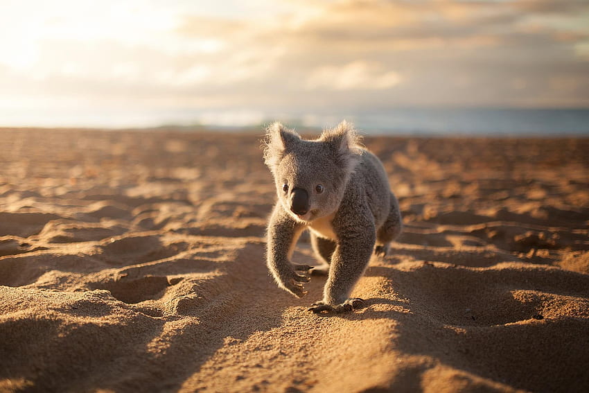 James the koala from Symbio Wildlife Park strolling along the sand HD wallpaper