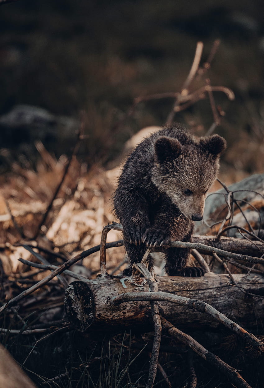 Animals, Teddy Bear, Brown, Bear, Wildlife, Beast, Bear Cub HD phone wallpaper