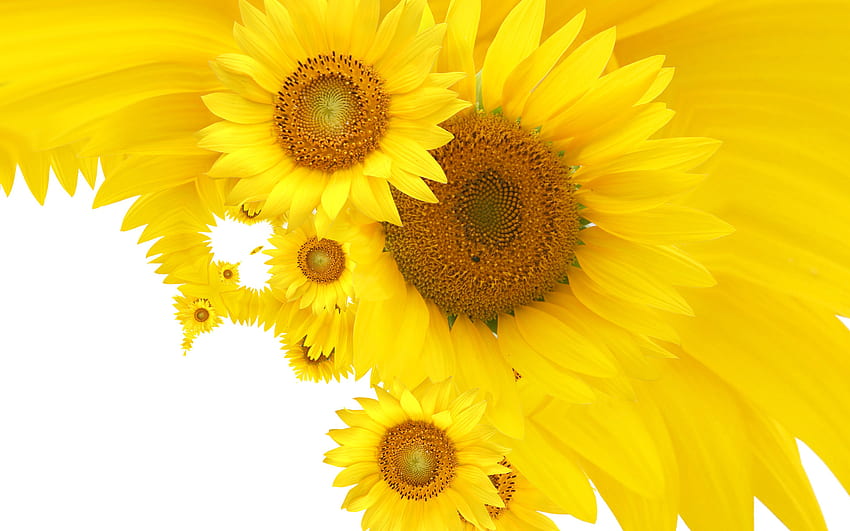 Слънчогледи на бял фон, природа, слънчоглед, жълто, цвете HD тапет