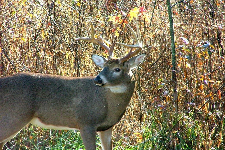 Wild Buck in the Woods, vida silvestre, cervatillo, animales, cierva, naturaleza, ciervo, venado de cola blanca fondo de pantalla