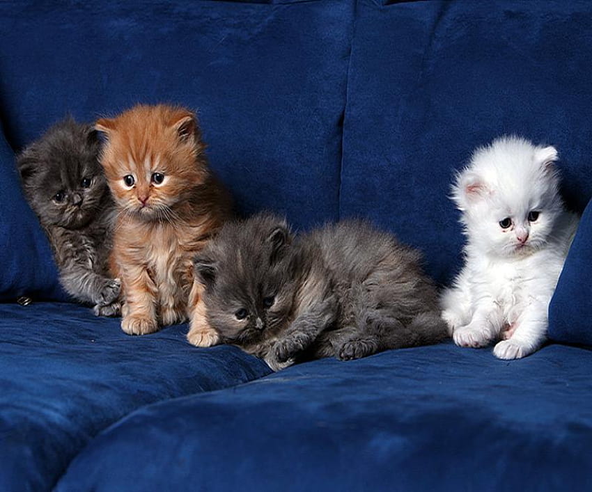 Cute in three colors, white, brown, grey, four, young, kittens, blue couch HD wallpaper