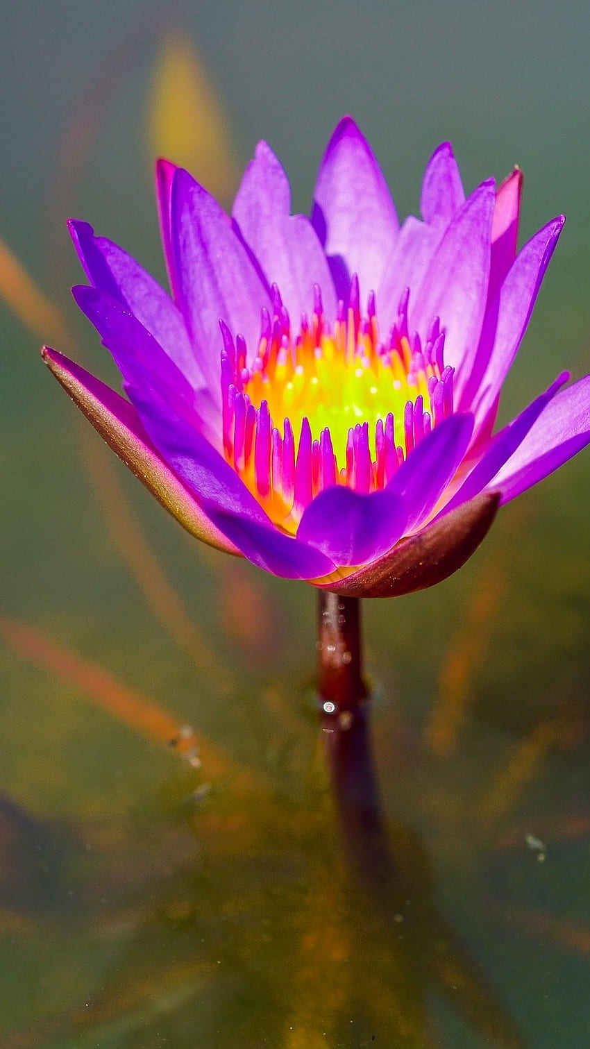 Lotus Flower, Purple Lotus Flower HD phone wallpaper