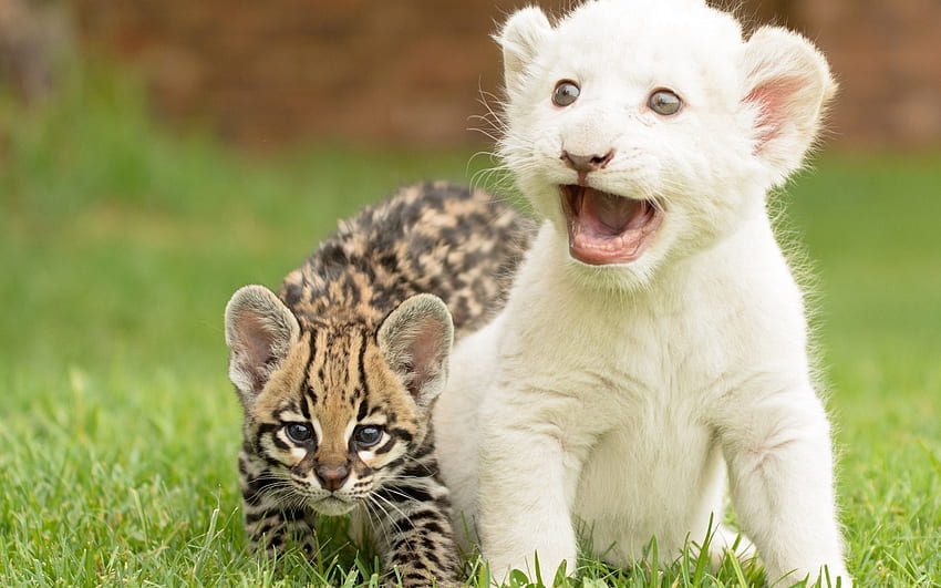 Animals, Grass, Young, Tiger, Cubs, Big Cats, Tiger Cub HD wallpaper
