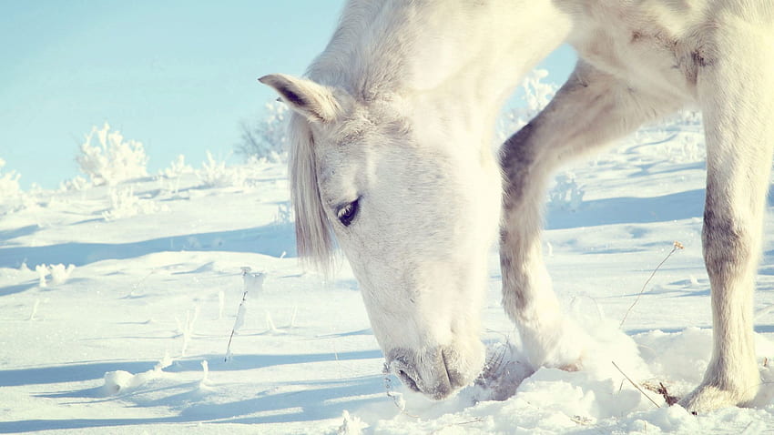Hewan, Musim Dingin, Salju, Semak, Kepala, Kuda Wallpaper HD