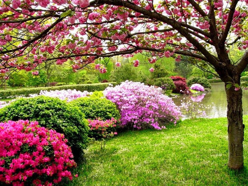 Spring scent, river, creek, spring, fragrance, blossoms, trees, garden, bushes, beautiful, grass, lake, park, pretty, freshness, blooming, scent, stream HD wallpaper