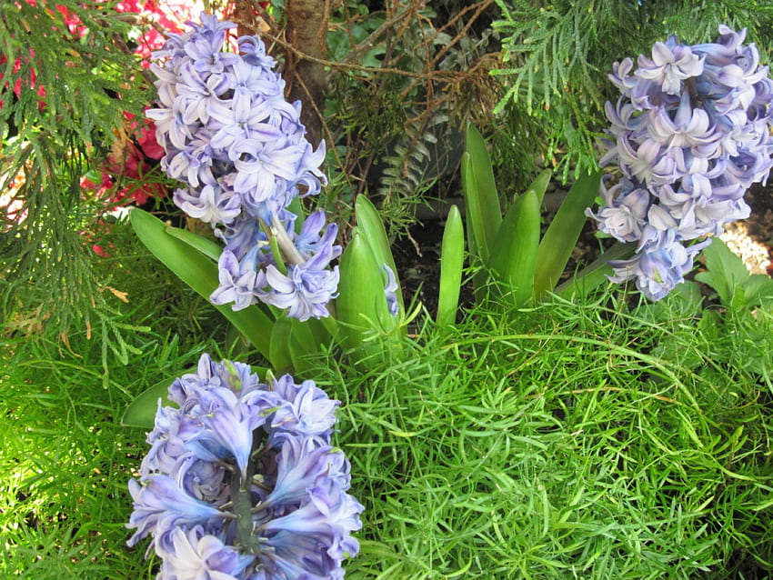 Frühlingstag in meinem Garten 33 Hyazinthen, Blau, Grafik, Grün, Blumen, Garten, Hyazinthen HD-Hintergrundbild