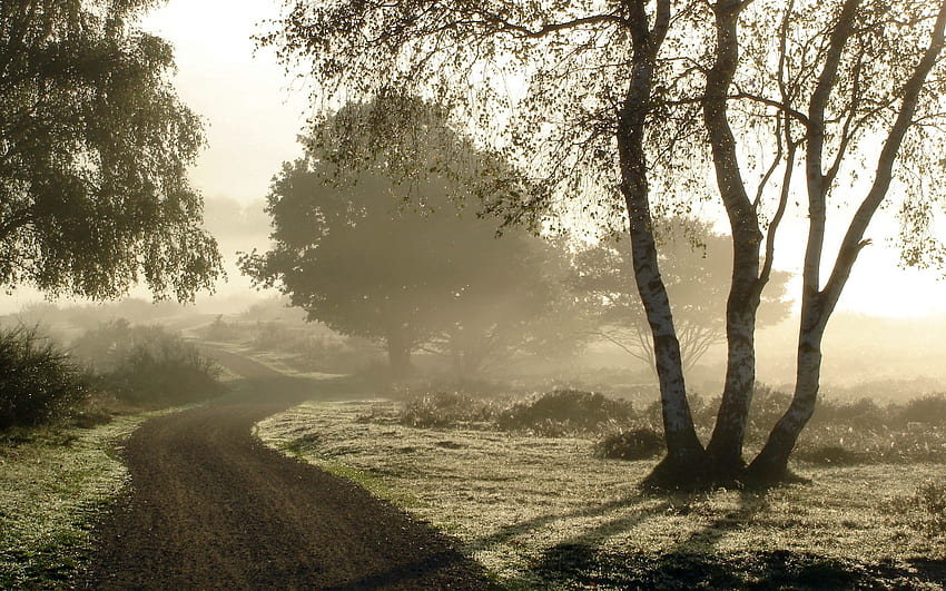 Nature, Road, Fog, Morning, Dew, Country, Birch, Countryside HD wallpaper